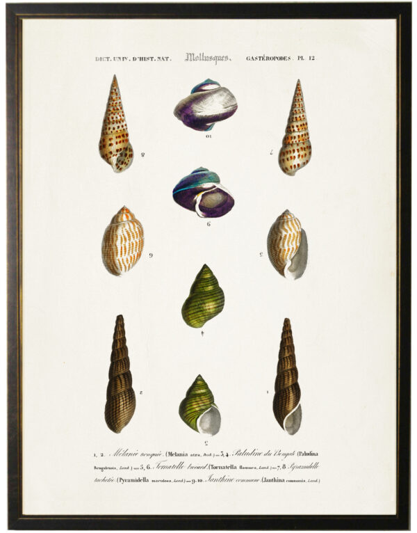 Ten neutral and green colored seashells