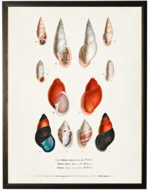 Twelve small conchshells with cream and red