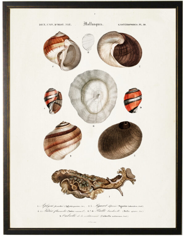 Nine shells  with spiral orange design