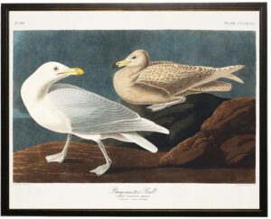 Burgomaster Gull bookplate