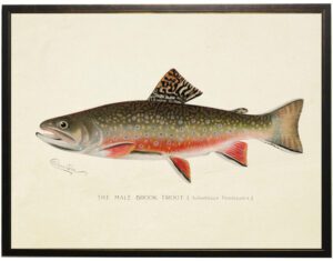 Vintage Male Brook Trout bookplate