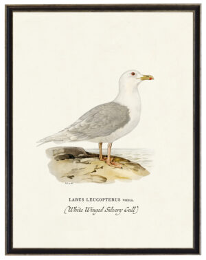 VintageWhite Winged Silvery Gull bookplate