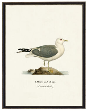 Vintage Common Gull bookplate