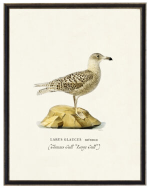 Vintage Glaucous Gull bookplate