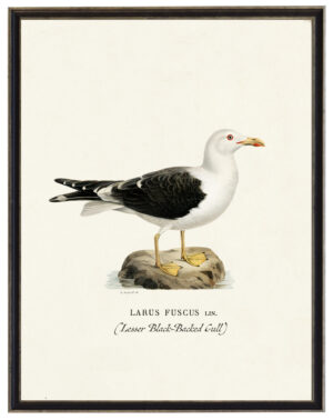 Vintage Black Backed Gull bookplate