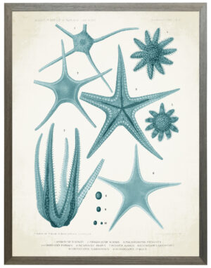 Blue starfish vintage bookplate