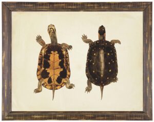 Pair of turtles print