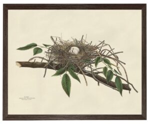 Bird Nest Plate Horizontal