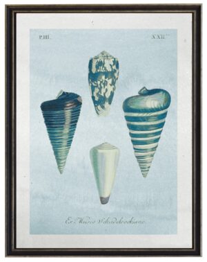 Multi shells on light blue watercolor background