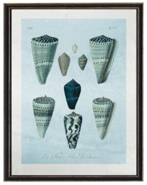 Multi shells on light blue watercolor background