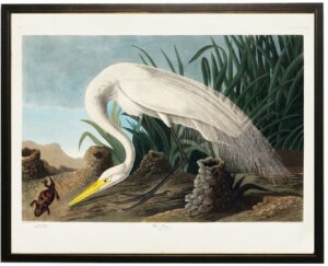White pelican with red lizard