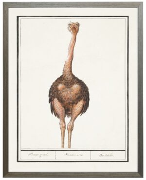 Vertical ostrich water bird