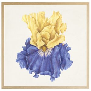 Watercolor Iris C
