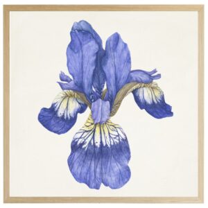 Watercolor Iris E