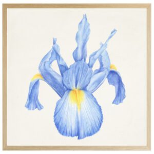 Watercolor Iris F