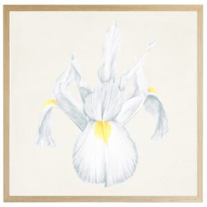 Watercolor Iris G