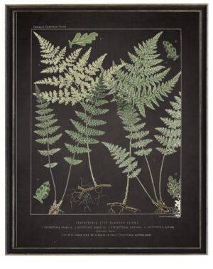 Vintage fern print with border