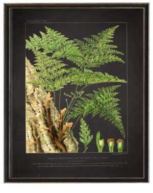 Vintage fern print with border