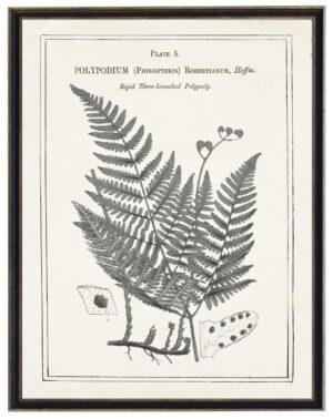 Black and white fern with border