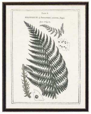 Black and white fern with border