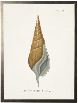 Plate 16 Seashell on natural background