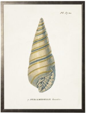 Plate 37 Seashell on natural background