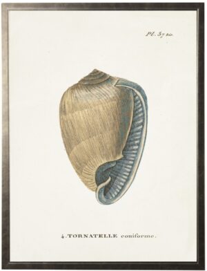Plate 37 Seashell on natural background