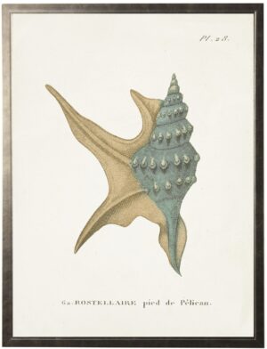 Plate 28 Seashell on natural background