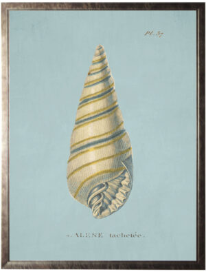 Plate 37 Seashell on spa background