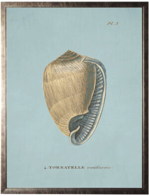 Plate 3 Seashell on spa background
