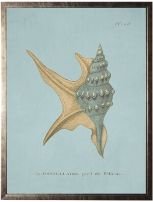 Plate 28 Seashell on spa background