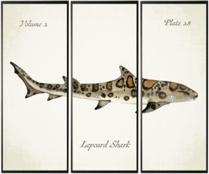 Triptych Leopard shark in watercolor