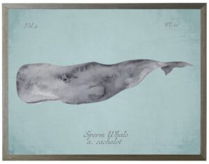 Sperm Whale on spa background