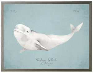 Beluga Whale on spa background