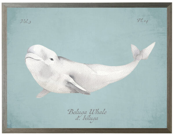 Beluga Whale on spa background