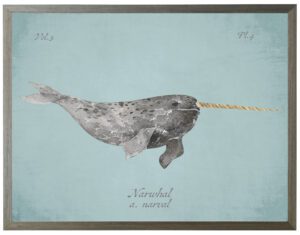 Narwhal Whale on spa background