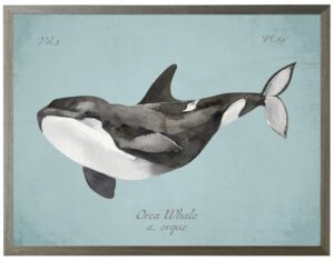 Orca Whale on spa background