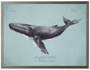 Black Humpback Whale on spa background