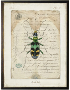 Bug L on french vintage bookplate