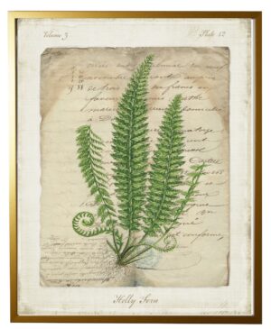 Vintage document with Holly fern