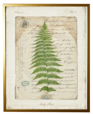 Vintage document with Lady Fern
