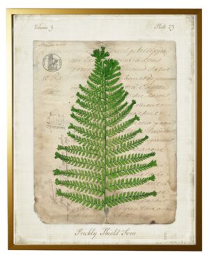 Vintage document with Prickly Shield Fern