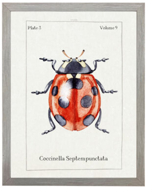Watercolor ladybug bookplate