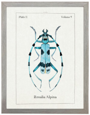 Watercolor blue and turquoise bug bookplate