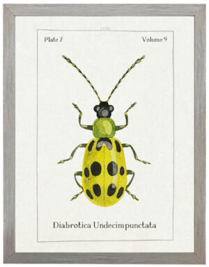 Watercolor yellow and black bug bookplate