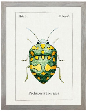 Watercolor green and yellow bug bookplate