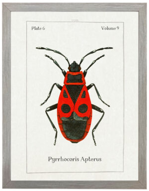 Watercolor red and black bug bookplate