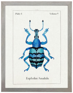 Watercolor blue and turquoise bug bookplate
