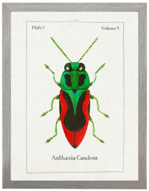 Watercolor green and red bug bookplate