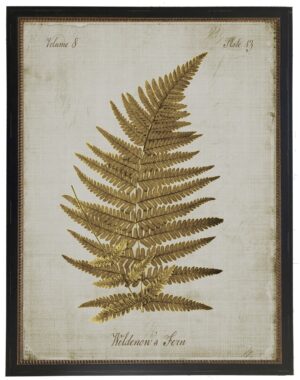 Sepia Wildenow's fern on aged background